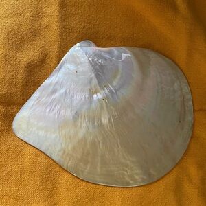 Faux shell trinket dish